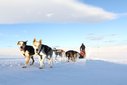 Dogsledding