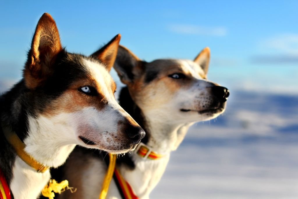 Dogs Closeup