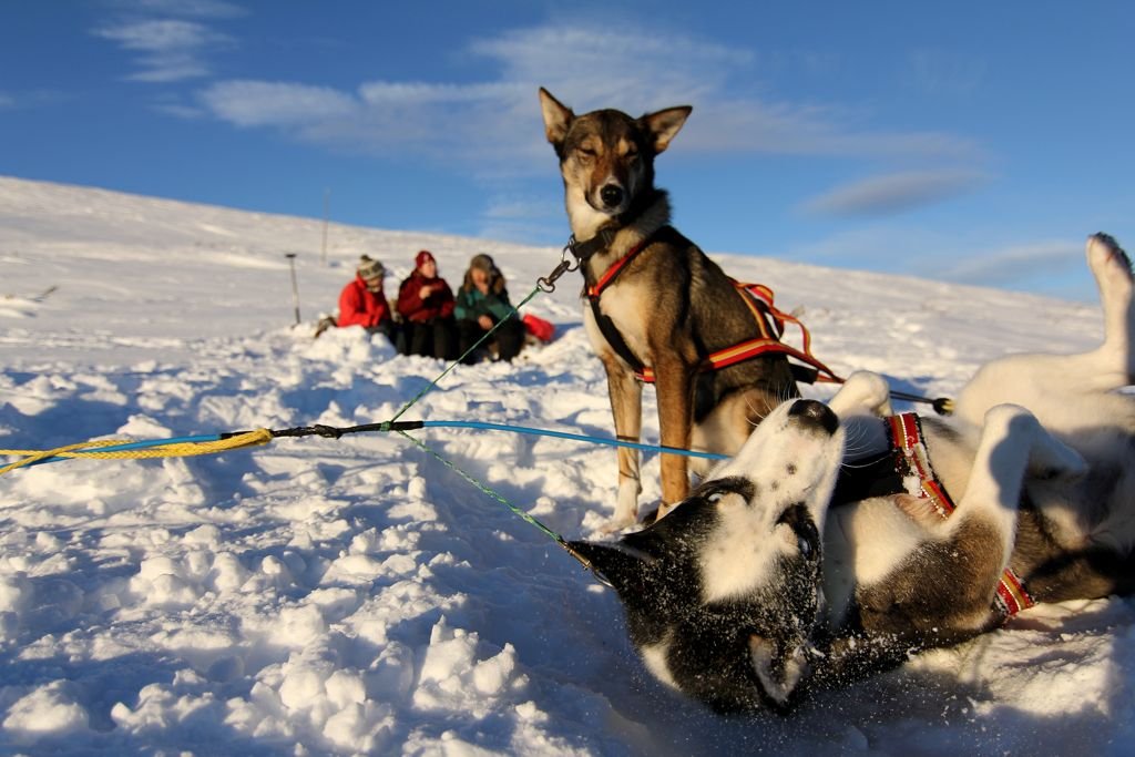 Dogs in Snow