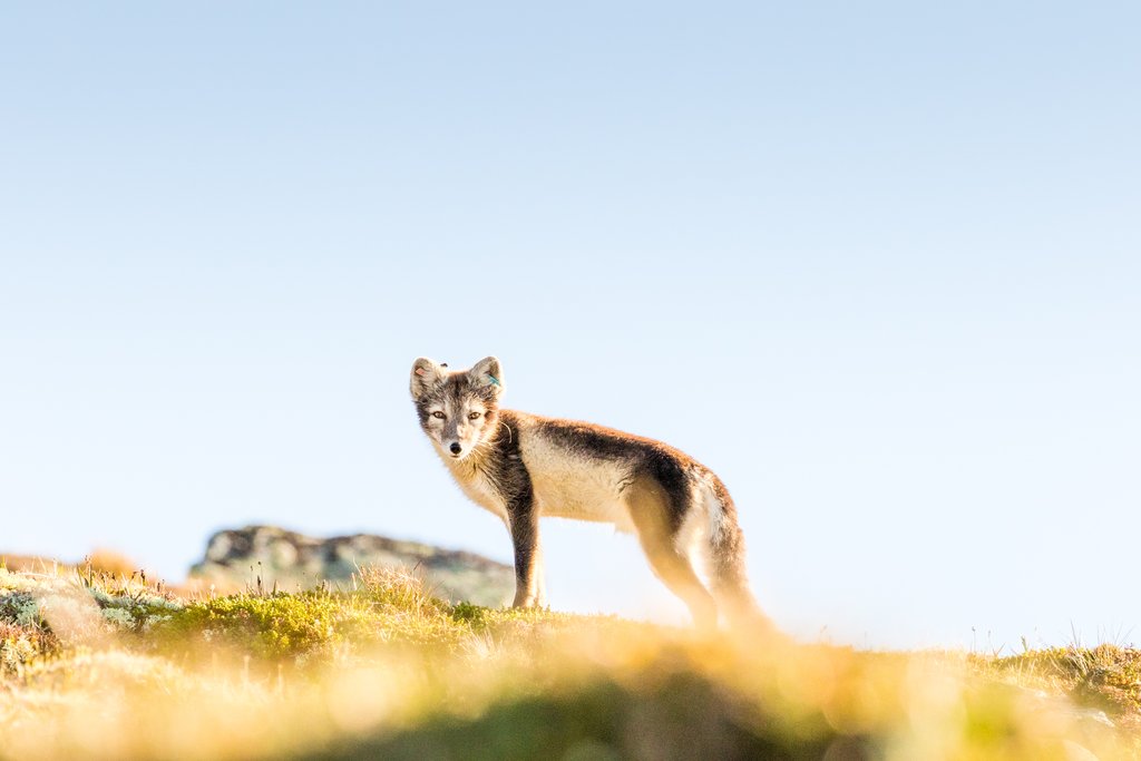 Mountain fox